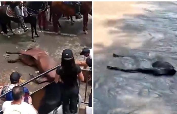 la communauté rapporte des cas présumés de maltraitance d’animaux pendant les festivités de San Juan et San Pedro à Neiva