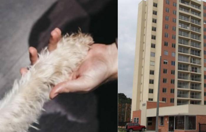 un chien a écrasé une femme âgée dans un complexe résidentiel à Zipaquirá