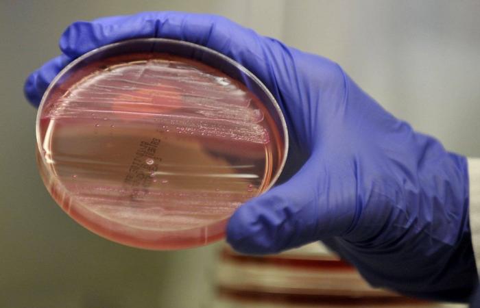 Laura Botello Morte : Nouveaux antibiotiques : trois bonnes nouvelles dans la guerre contre les superbactéries