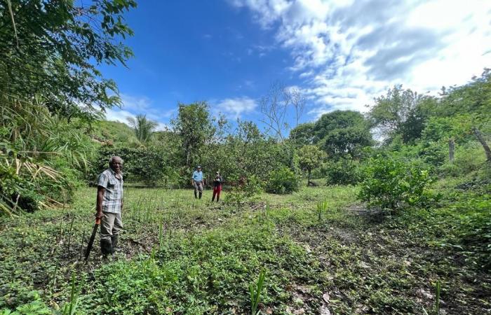 Ils restaurent les forêts de Cauca et Nariño dans la région d’Alto Patía en faveur d’un « avenir durable »
