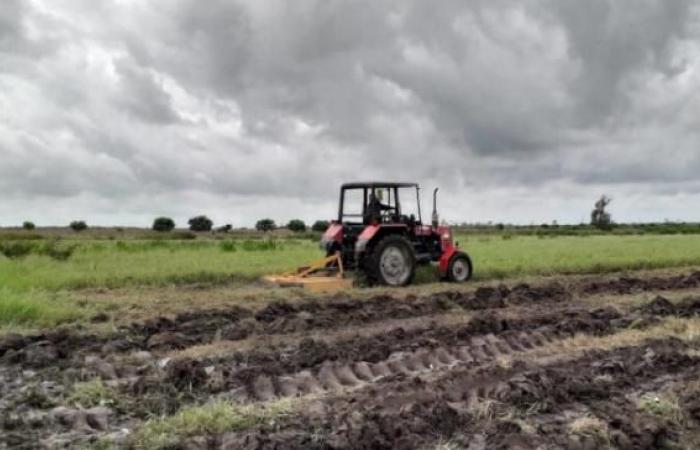 Plus de mille hectares de cultures touchés à Pinar del Río à cause de la pluie › Cuba › Granma