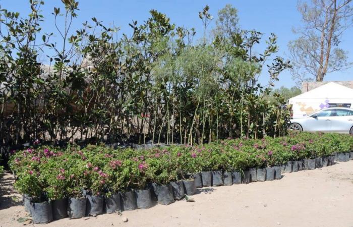 10 espèces d’arbres que vous pouvez adopter dans les pépinières municipales SLP – El Sol de San Luis