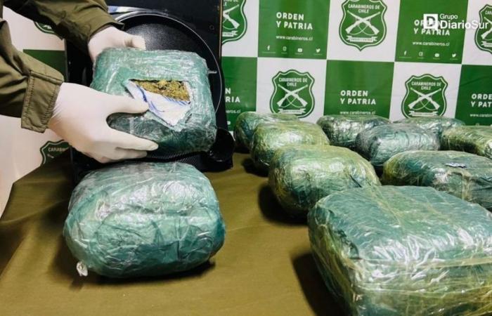 Les carabiniers saisissent 13 kilos de marijuana dans un bus à destination de la région de Los Lagos