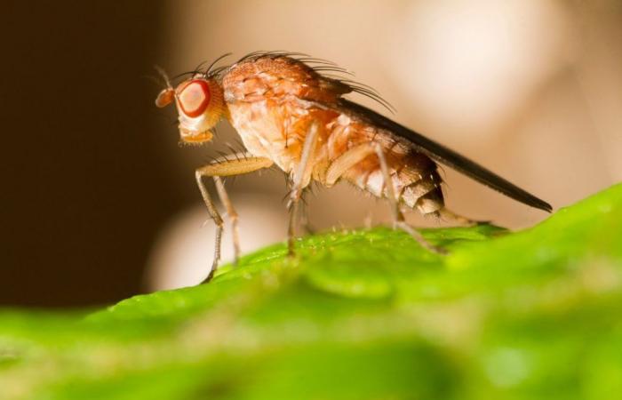 Les mouches sont plus intelligentes que vous ne le pensez, prévient un scientifique de Cambridge