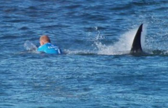Tamayo Perry, les requins à Hawaï et l’attaque de Mick Fanning