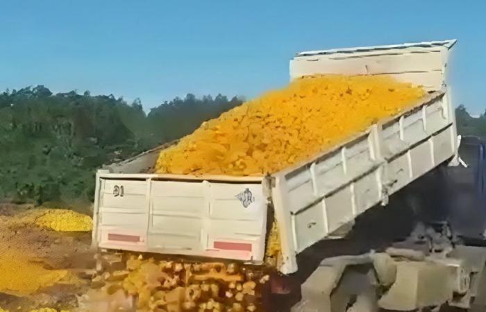 Une vidéo virale montre comment 8 000 kilos de mandarines sont jetés
