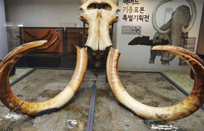 La découverte qui soulève des doutes sur la cause de l’extinction de l’énorme mammouth