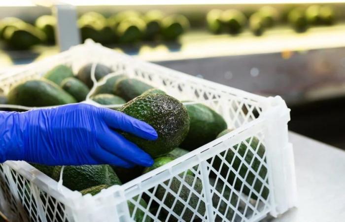 Les exportations colombiennes de fruits frais ont augmenté de 29 % au premier trimestre 2024