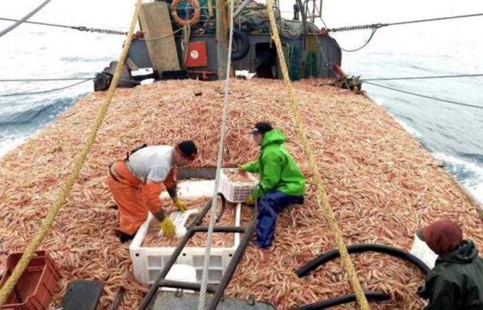 Ils élargissent le quota de pêche à la crevette à Río Negro – ADN