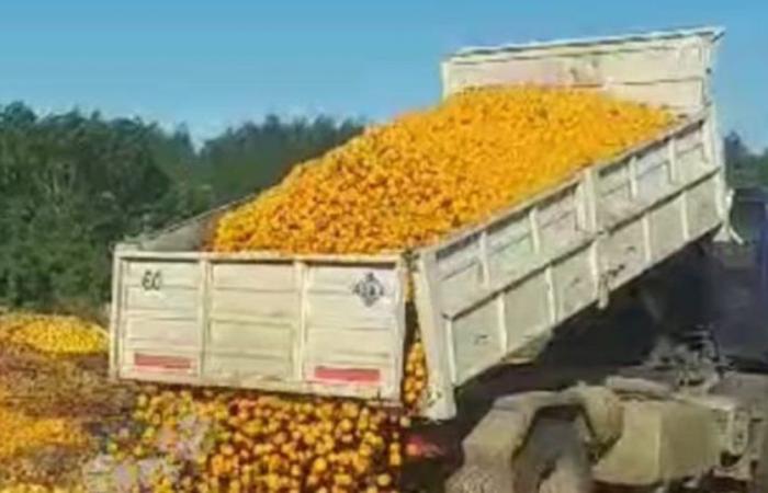 Entre Ríos : les producteurs ont jeté plus de 8 tonnes de mandarines parce qu’ils ne les vendent pas