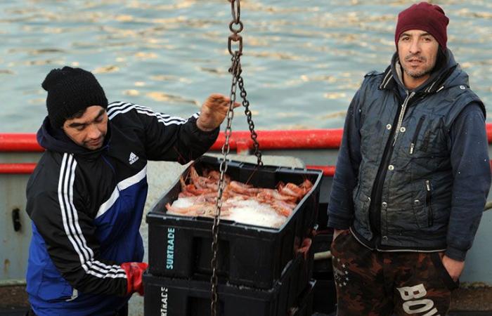 Allocation controversée de 3 500 tonnes de crevettes pour Río Negro – Puerto Magazine