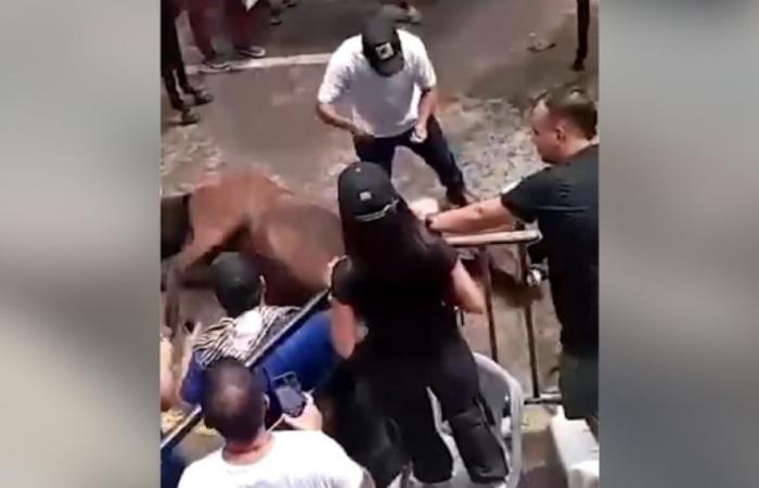 Ils dénoncent les mauvais traitements infligés aux chevaux lors des festivals de Neiva | ELOLFATO.COM