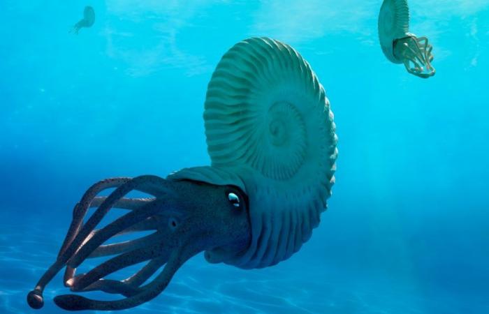 Les ammonites, les mollusques dont le règne s’est terminé aux côtés de celui des dinosaures