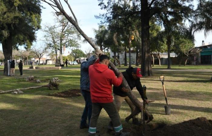 La municipalité a expliqué comment on lui demande de planter des arbres dans les quartiers de Santa Fe.