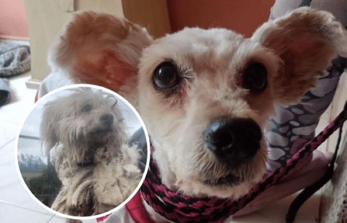 Le chien Charly se rétablit après avoir été maltraité ; L’affaire a provoqué l’indignation à Nariño