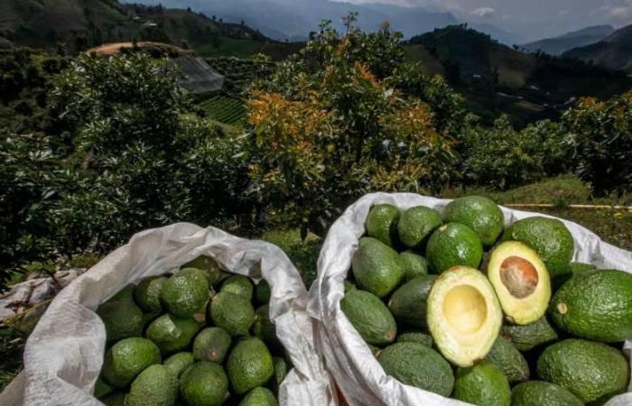 Antioquia est en tête de liste des régions qui exportent le plus de fruits frais au monde. De combien s’élève l’augmentation ?