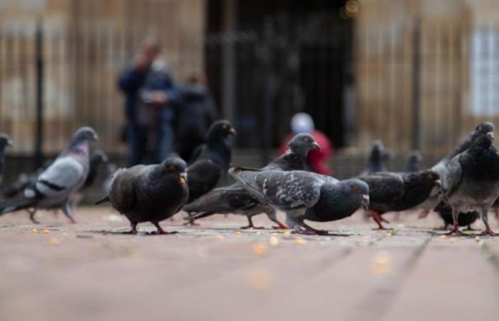 Pigeons de Plaza à Bogotá : une question de santé publique et de bien-être animal