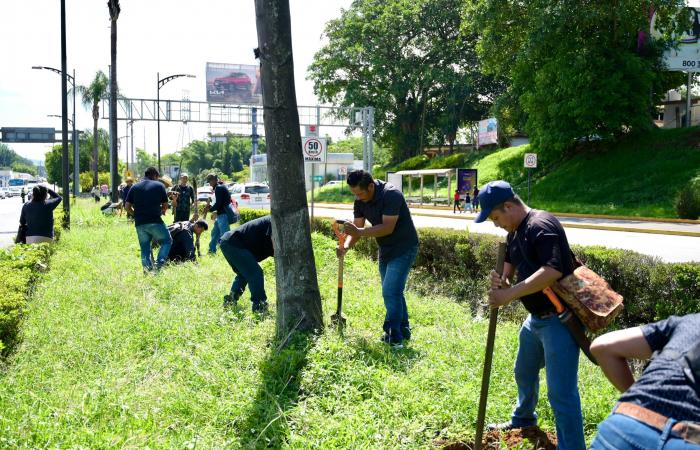 Les agriculteurs du programme « Sembrando Vida » reboisent le boulevard « Traités de Cordoue »