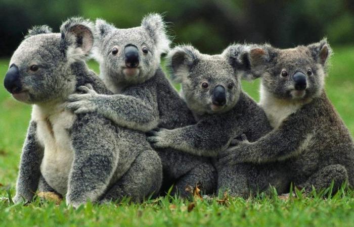 RÉCHAUFFEMENT CLIMATIQUE | Les koalas prédisent les jours les plus chauds à l’avance (et se préparent à les endurer)