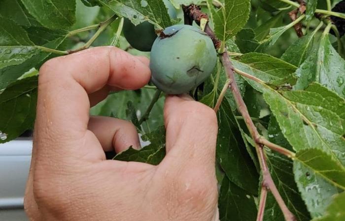 Les récentes tempêtes de grêle mettent en danger les cultures de prunes et de poires dans l’Iregua.