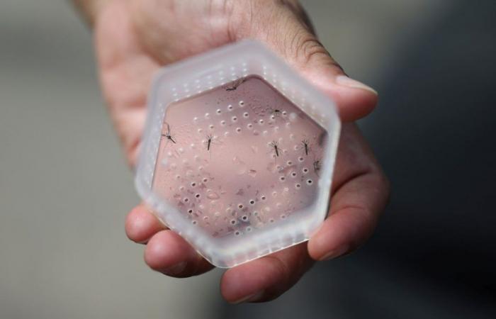 La remarquable découverte d’une plante qui pourrait guérir la dengue