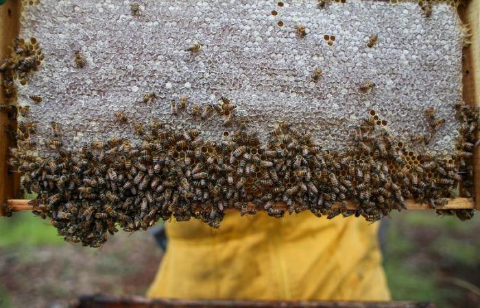 Cordoue, territoire stratégique pour le développement de l’apiculture en Colombie