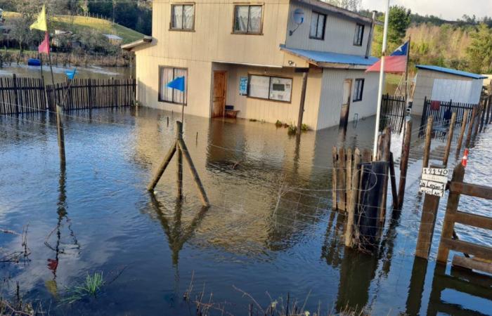 On déclare une alerte rouge à Loncoche en raison du débordement de la rivière Cruces : il y a des maisons inondées | National
