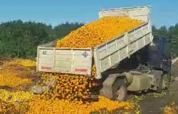 Le drame qui se déroule dans « la ville des mandarins » et pourquoi ils ont jeté plus de 8 000 kilos