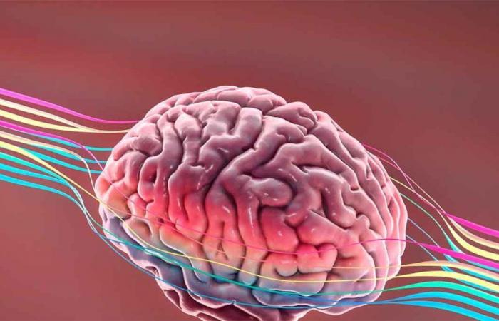 Ils révèlent quelle activité doit être effectuée pour obtenir des changements dans le cerveau qui protègent contre la maladie d’Alzheimer.
