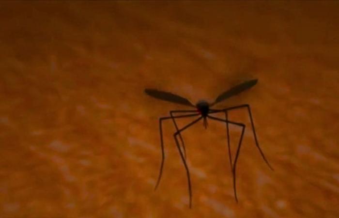 Alerte pour l’augmentation des cas de Dengue à Cundinamarca : il y a plus de 7 mille cas