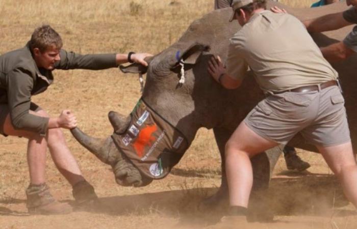 Ils injectent des matières radioactives dans les rhinocéros pour arrêter le braconnage