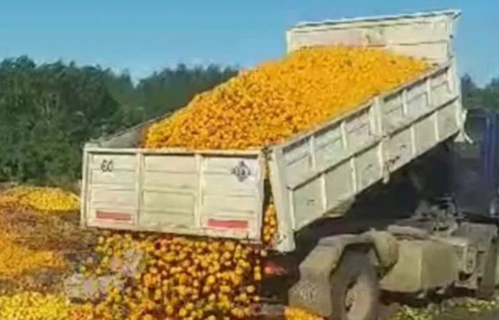 Ils jettent des tonnes de mandarines pourries dans une décharge en raison de leur faible consommation