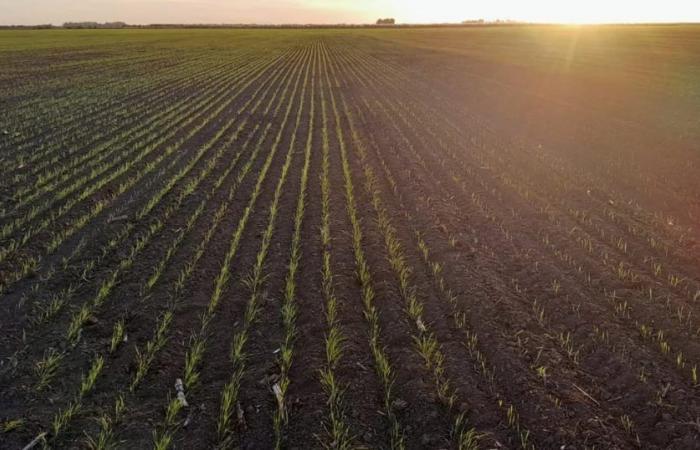 La superficie cultivée en blé est en croissance : de combien a-t-elle augmenté à Cordoue ?