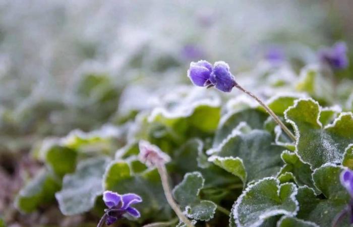 4 plantes à avoir dans son jardin d’hiver : quels sont leurs soins ?