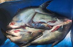Barrage de Betania : Alerte à la présence de poissons pangasius