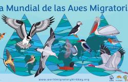 Les naturalistes célèbrent la Journée mondiale des oiseaux migrateurs