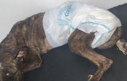 Un chien pit-bull a été poignardé et abandonné dans une poubelle à Bucaramanga