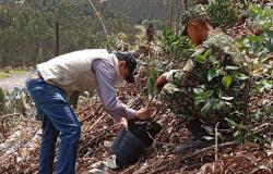 Asocolflores a organisé une journée de restauration des espèces indigènes à Nemocón, Cundinamarca