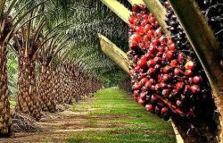 Diamond Stripes s’apprête à relancer l’huile de palme moribond Enugu