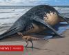 À quoi ressemblait l’ancien reptile marin de la taille de deux bus dont le fossile a été découvert sur une plage du Royaume-Uni ?