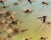 La température baisse mais les moustiques continuent : comment éviter que ceux qui transmettent la dengue ne se cachent dans les coins de la maison