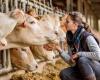 Responsabilité en matière de bien-être animal et de vaccination du secteur de l’élevage en Colombie