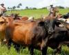 L’exercice de contrôle des terres et du bétail se poursuit à Matanzas