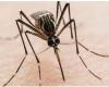 La Rioja a ajouté 200 nouveaux cas de dengue