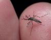 À Jujuy, 24 personnes sont hospitalisées pour la dengue