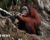 La Malaisie propose une « diplomatie de l’orang-outan » aux importateurs d’huile de palme