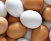 Quelle est la différence entre les œufs blancs et colorés ?