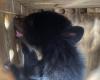 Deux ours andins ont été transférés dans un sanctuaire à Cundinamarca