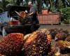 L’huile de palme suit la hausse des prix du pétrole brut