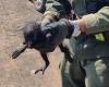 Ils ont sauvé un singe caraya qui était transporté à Corrientes